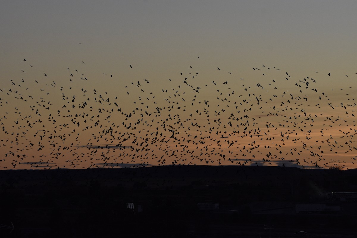 Taccola - ML395079631