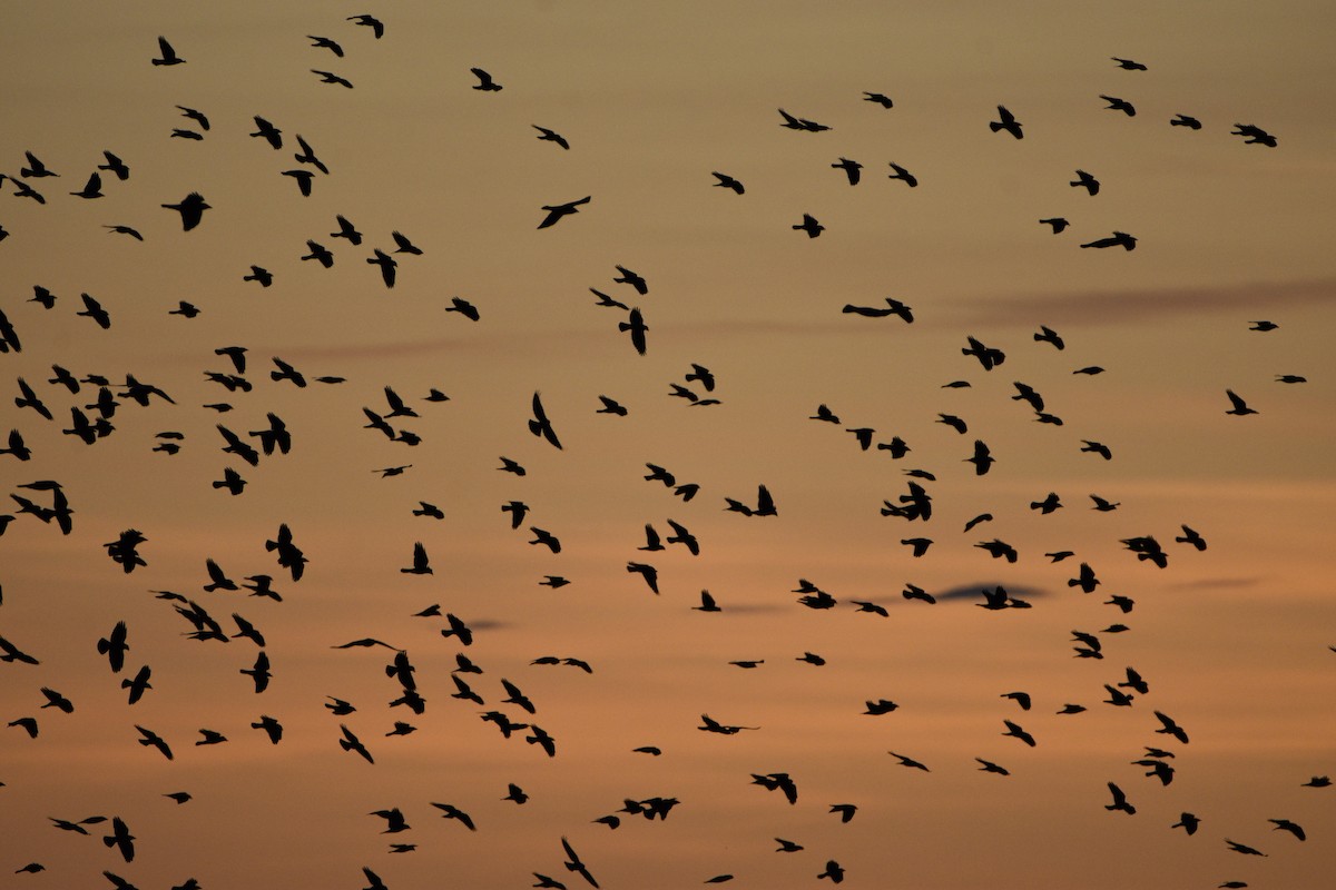 Taccola - ML395079661