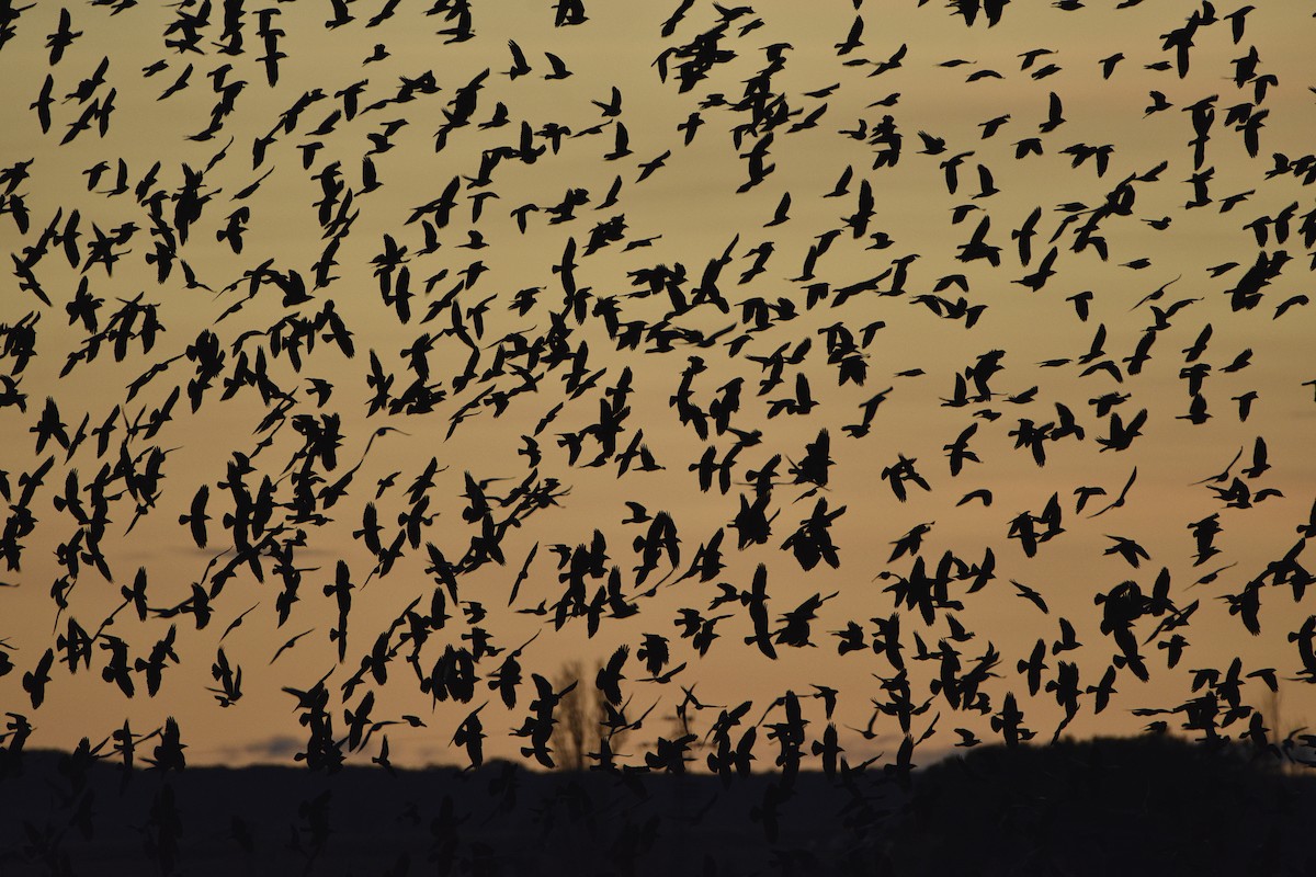 Taccola - ML395079951