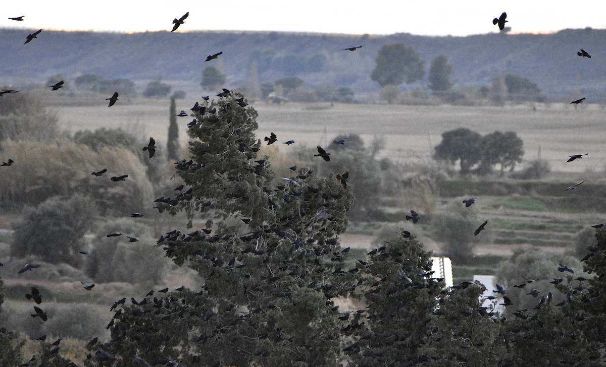 Eurasian Jackdaw - ML395080381