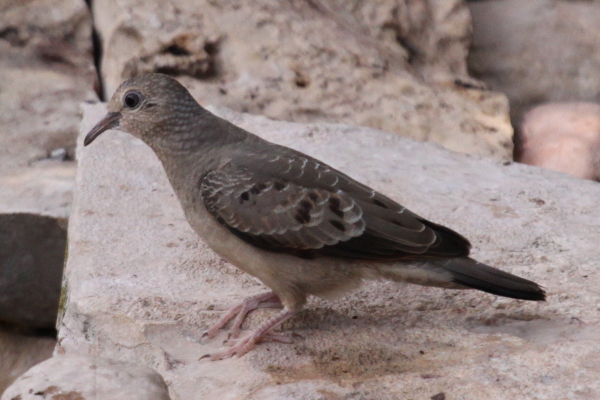 Common Ground Dove - Greg Page