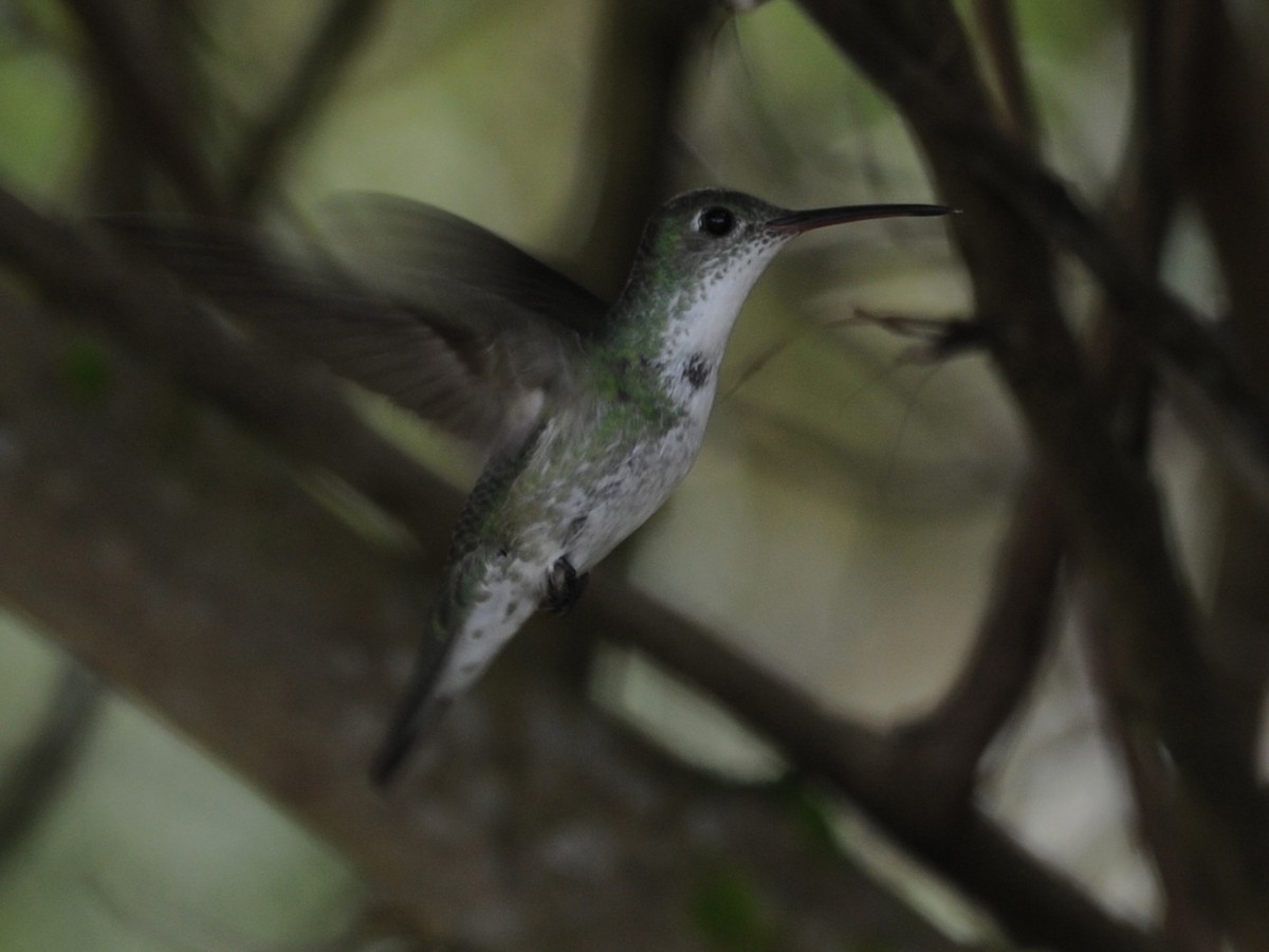 White-bellied Hummingbird - Alan Van Norman