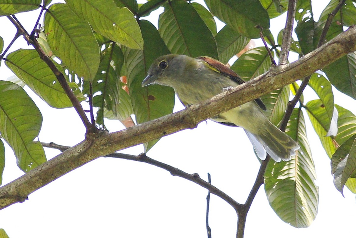 Green-backed Becard (Green-cheeked) - Paul Dufour