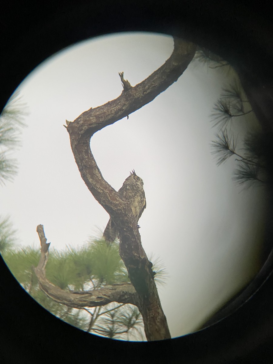 Great Horned Owl - ML395086101