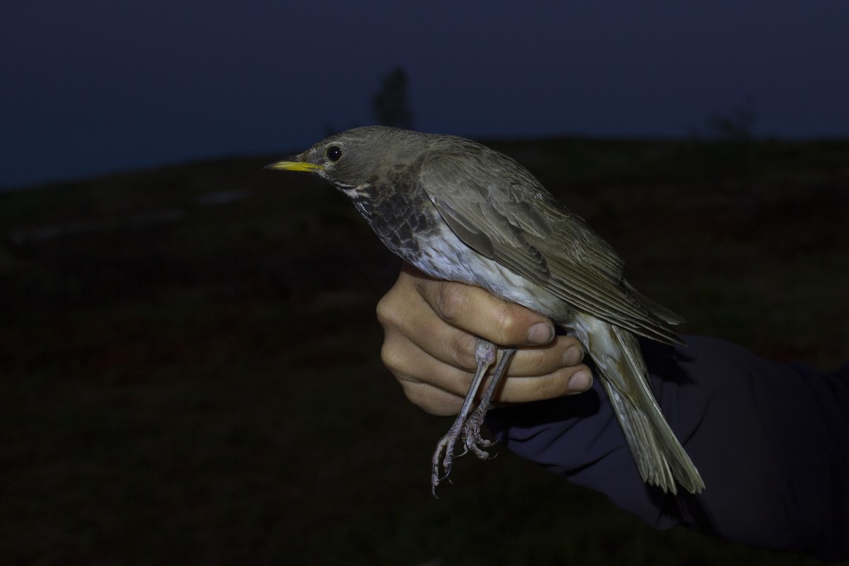 Black-throated Thrush - ML395088191