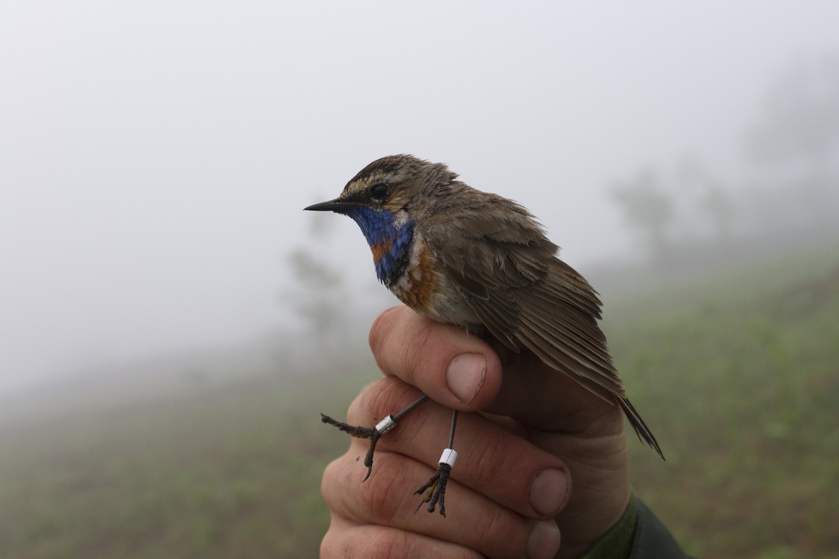 Bluethroat (Red-spotted) - ML395088421