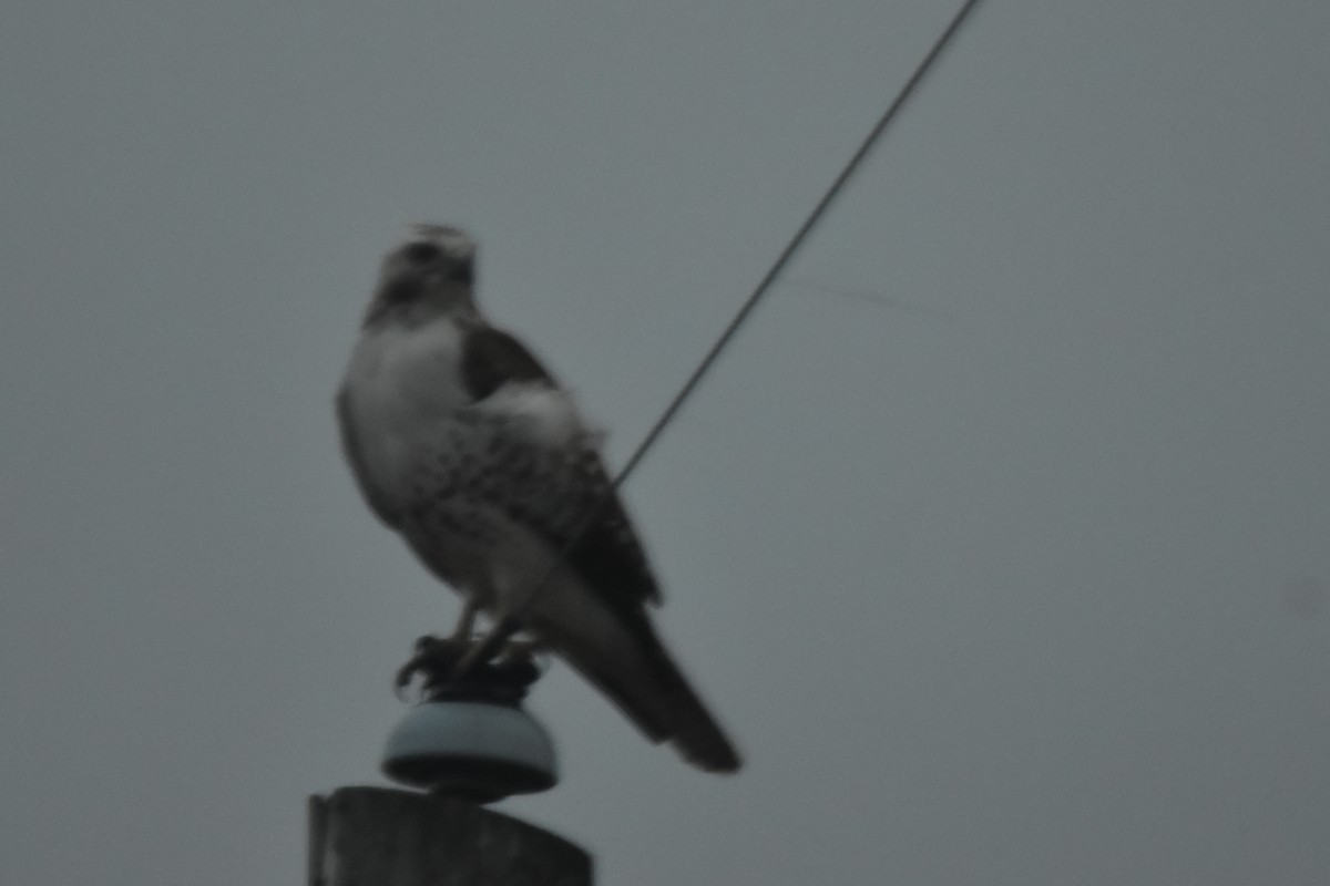 Red-tailed Hawk (Krider's) - ML395088491