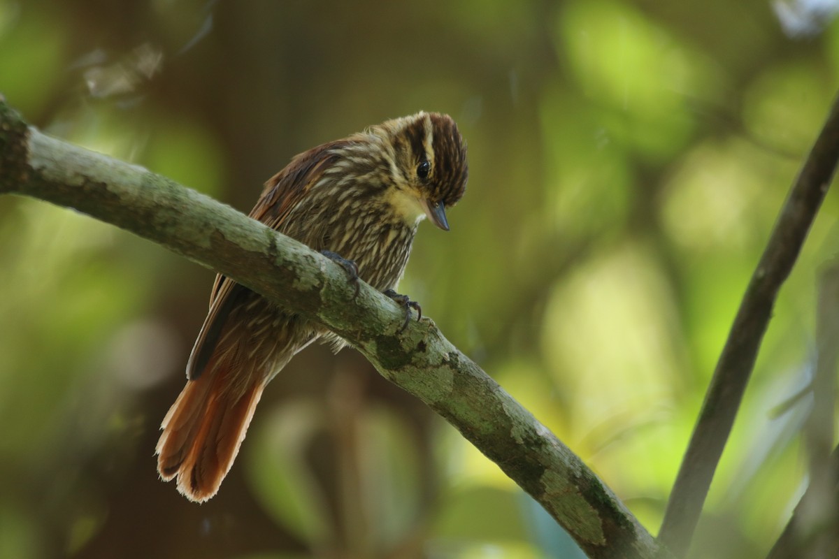 Streaked Xenops - ML395088581