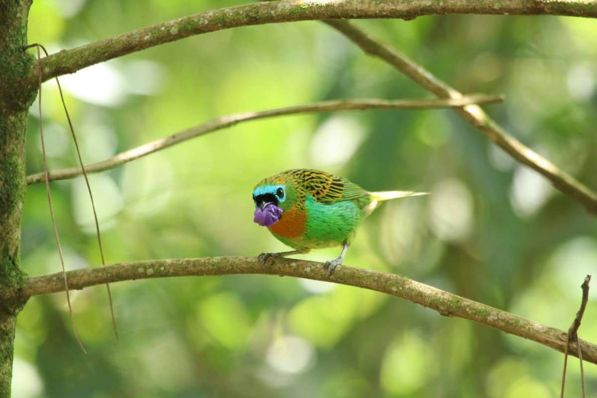 Brassy-breasted Tanager - Marcelo Morena