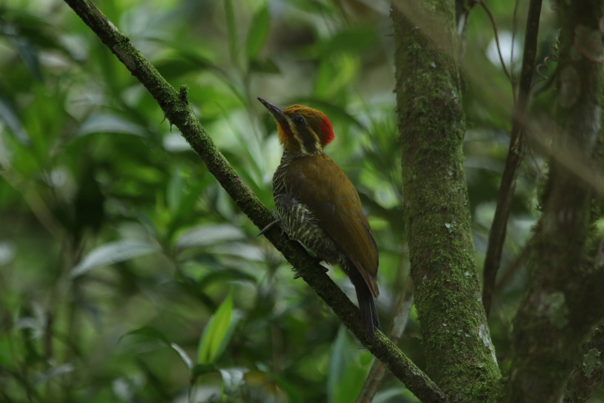 White-browed Woodpecker - ML395088721