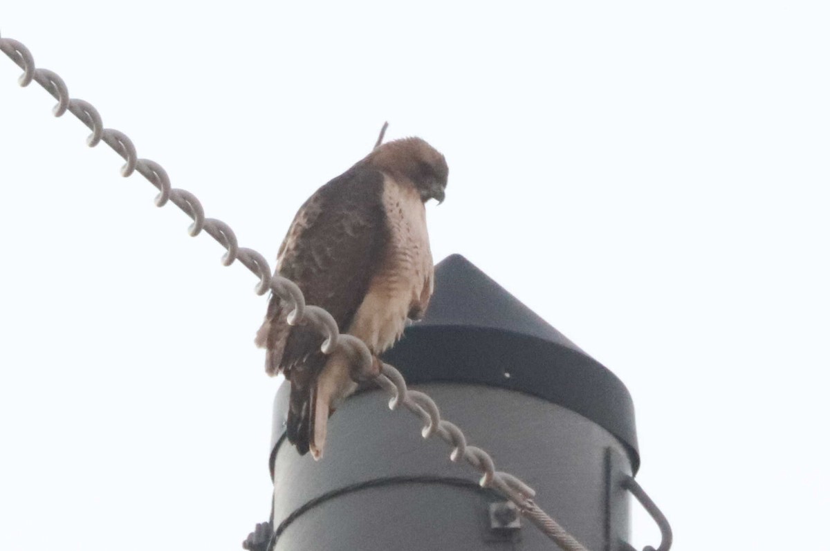 Red-tailed Hawk - ML395091101