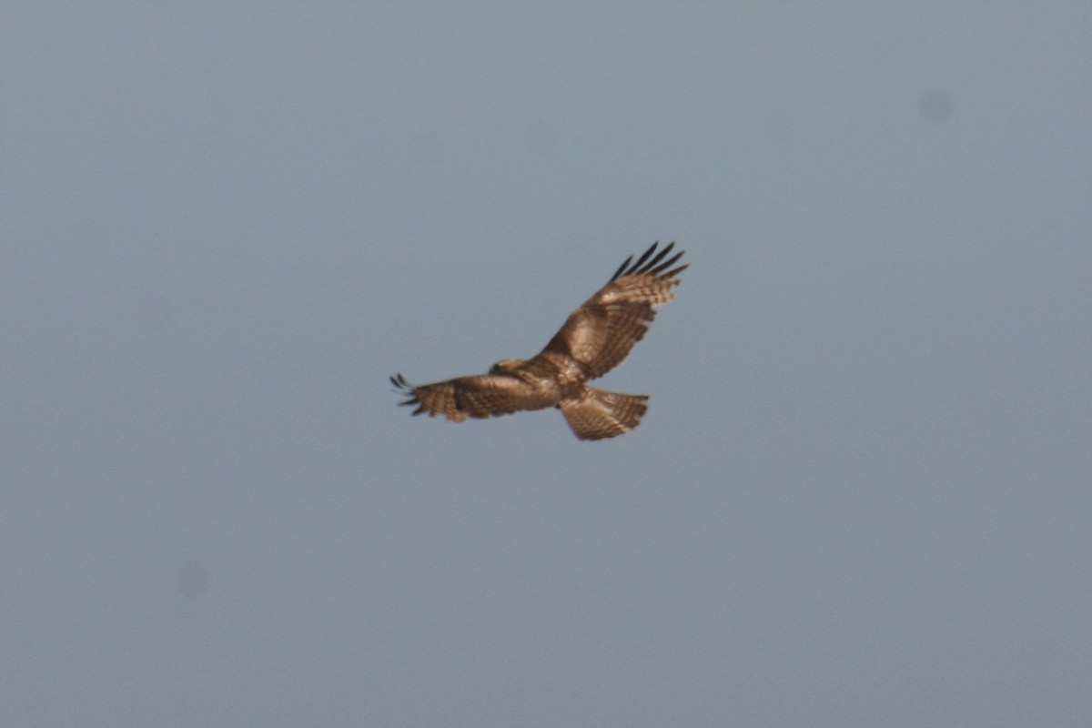 Red-tailed Hawk - ML395091341