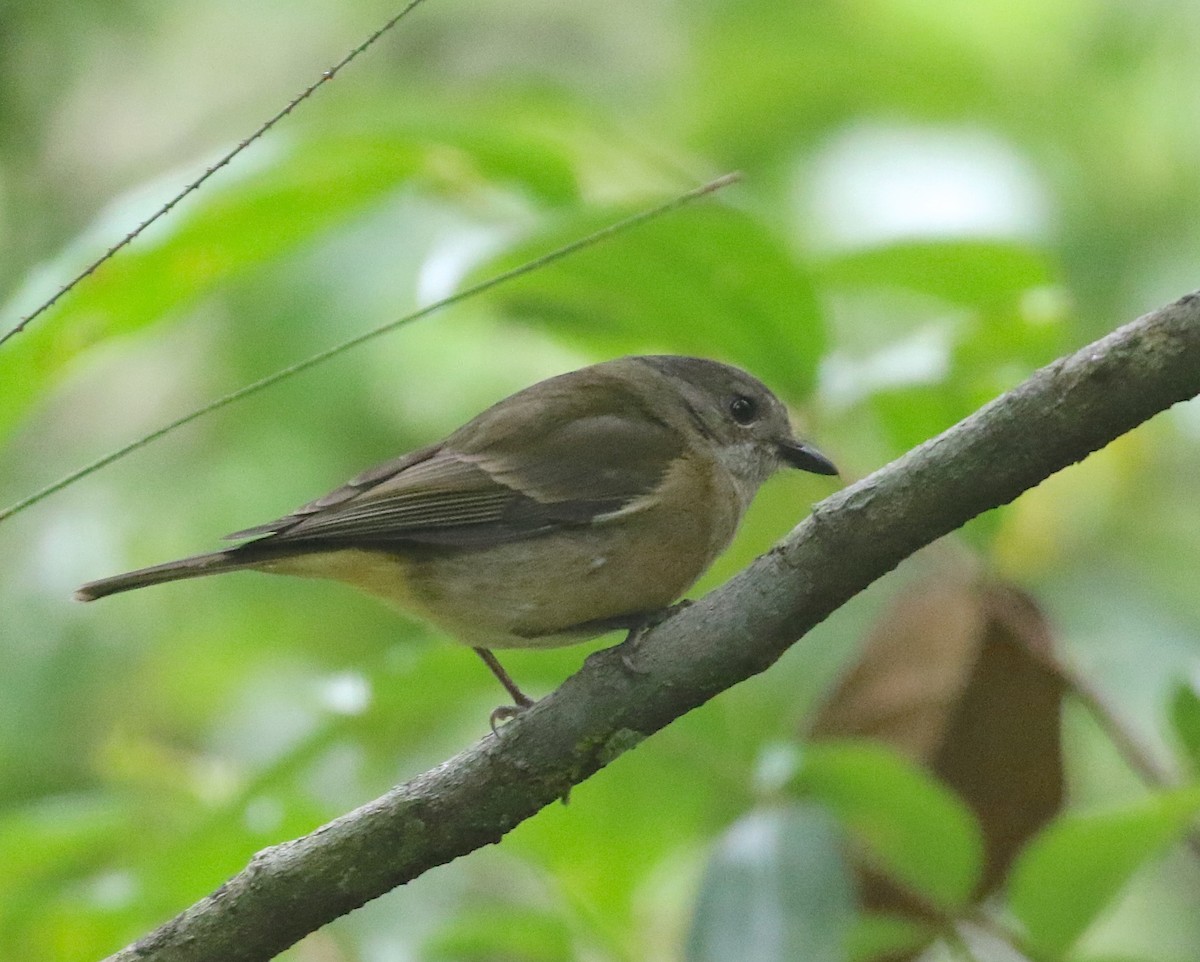 Golden Whistler - ML39509191