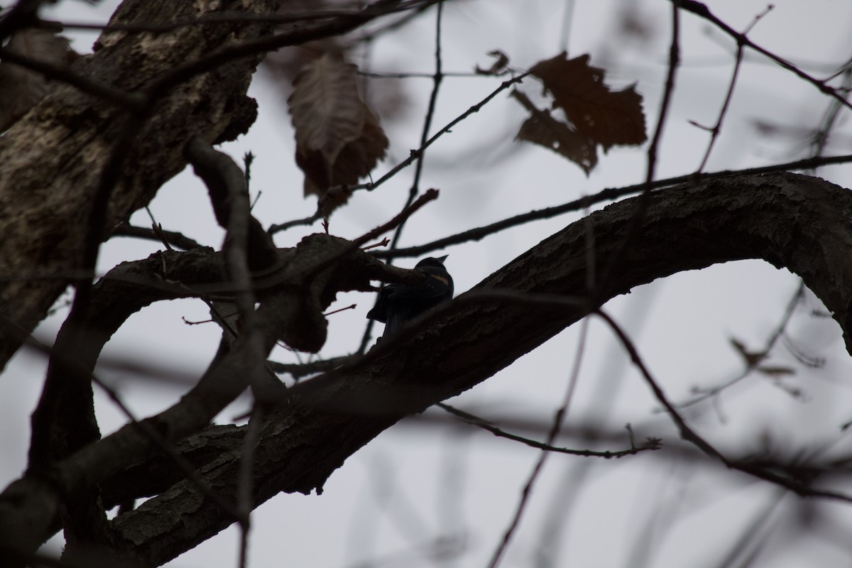 Red-winged Blackbird - ML395094071