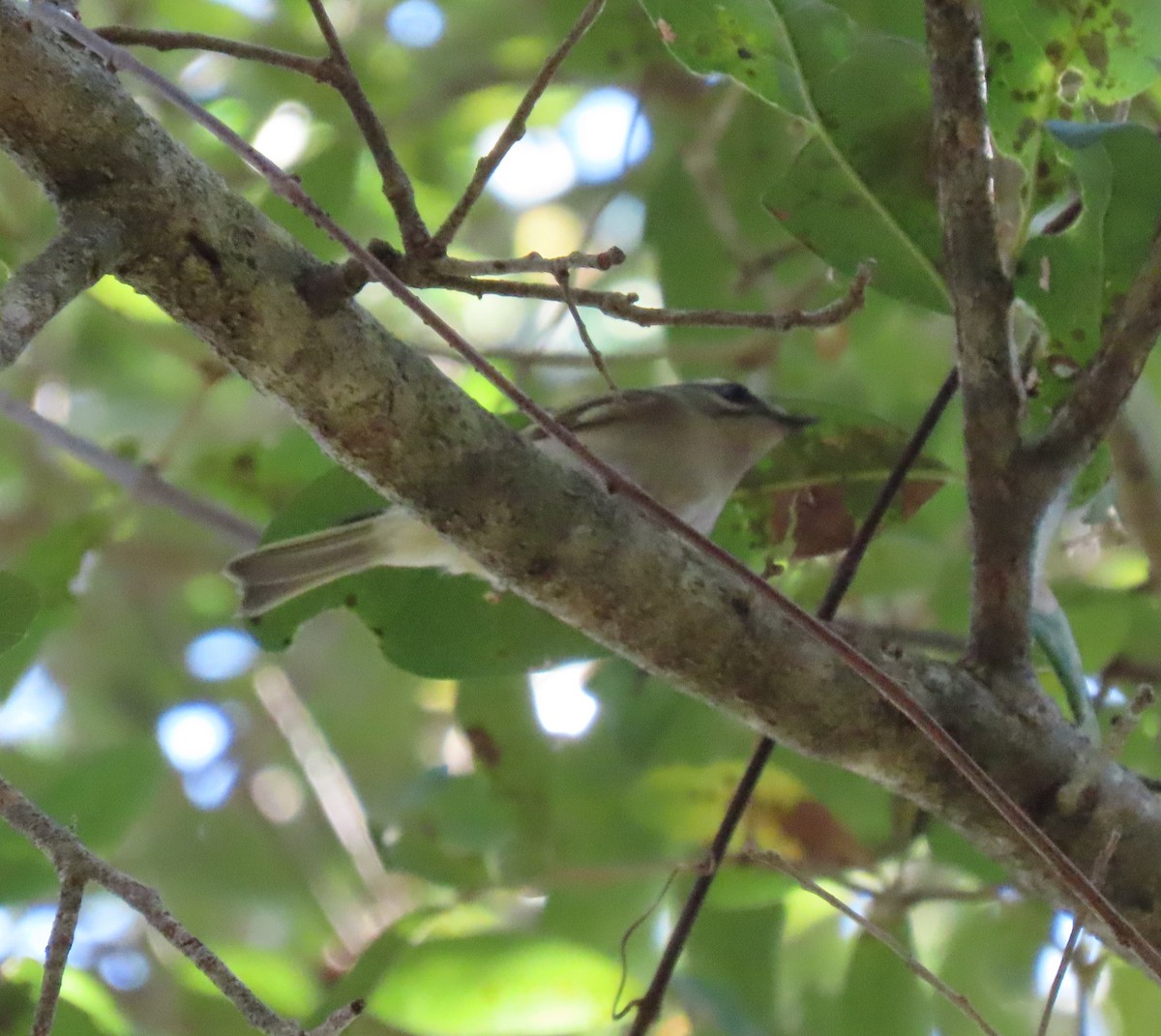 Golden-crowned Kinglet - ML395094221