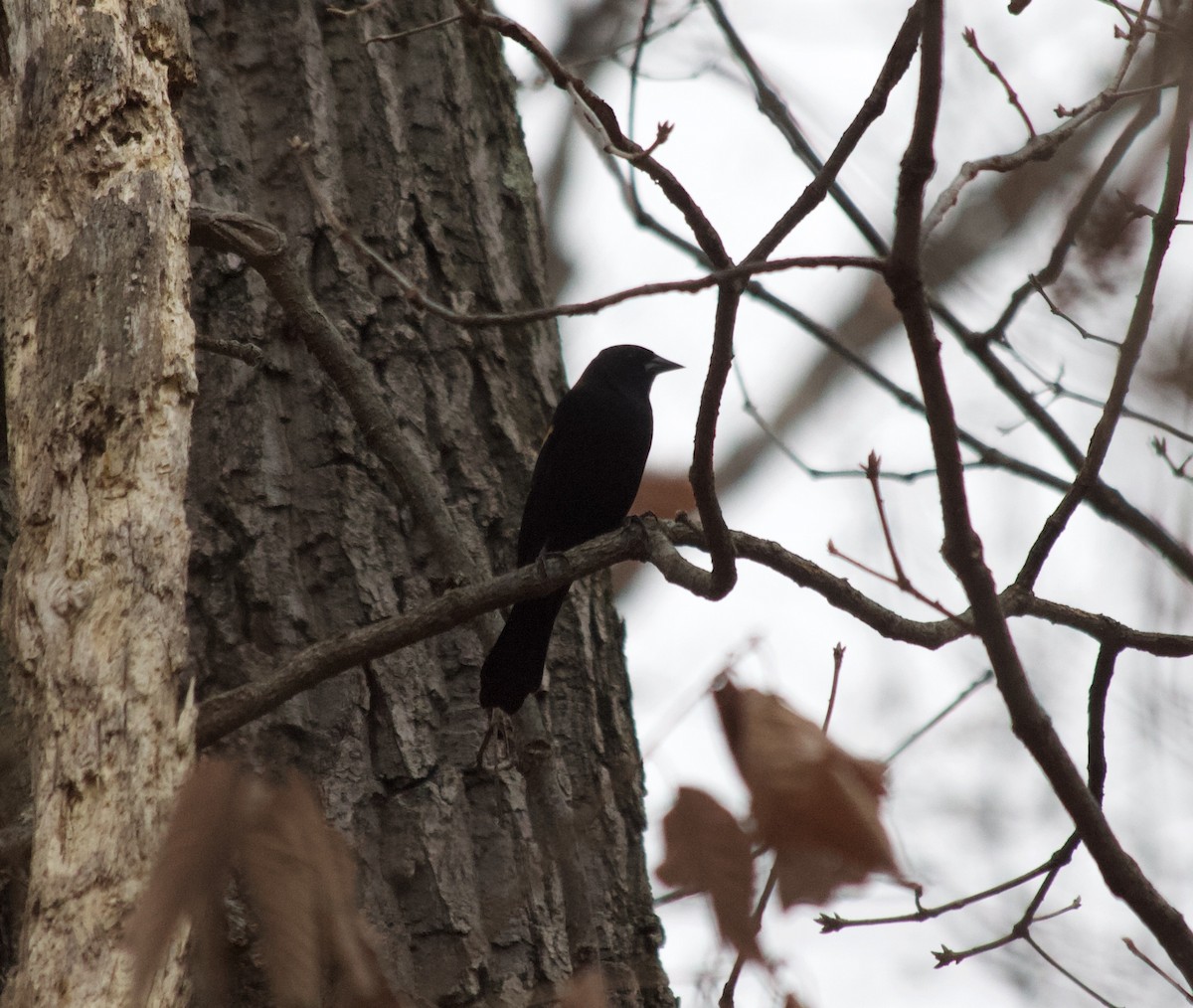 Red-winged Blackbird - ML395094301