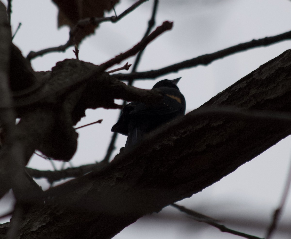 Red-winged Blackbird - ML395094521