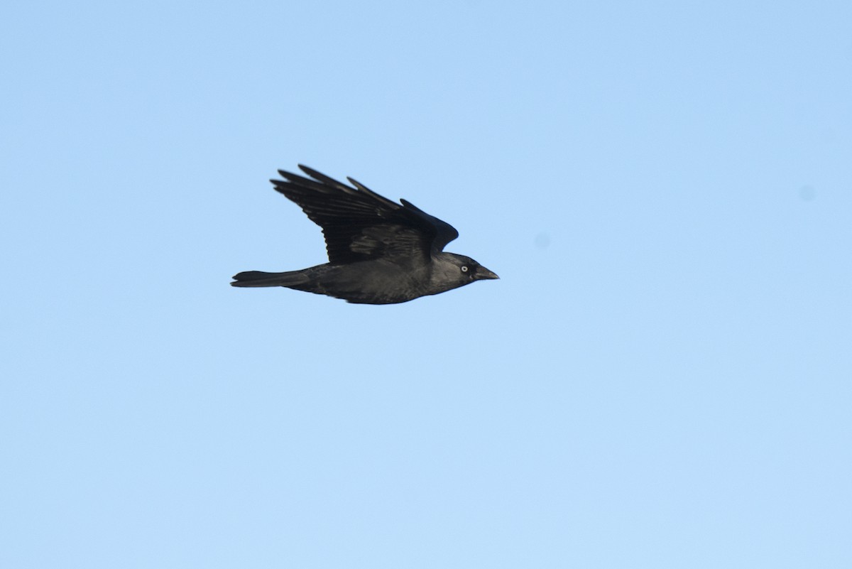 Eurasian Jackdaw - ML395096721