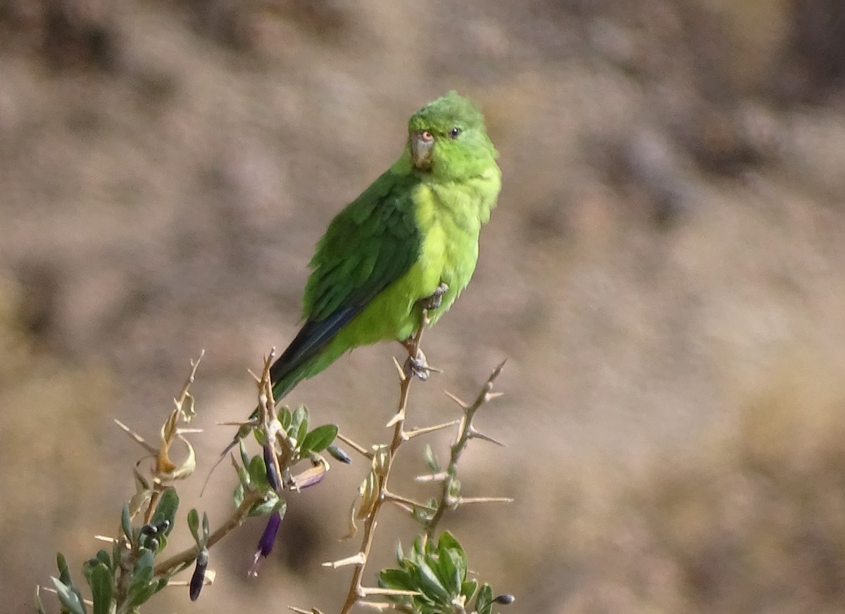 aymara citronový - ML39510081