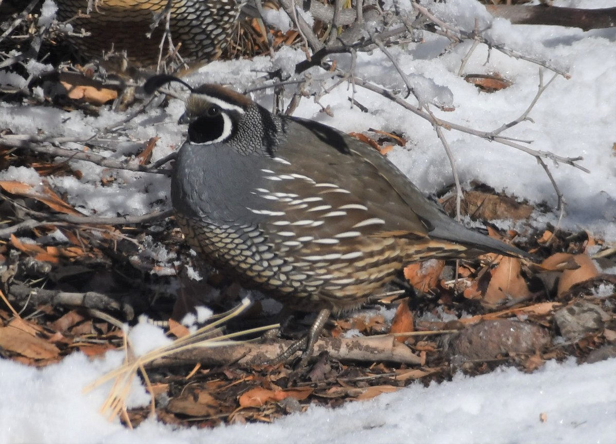 California Quail - ML395101081