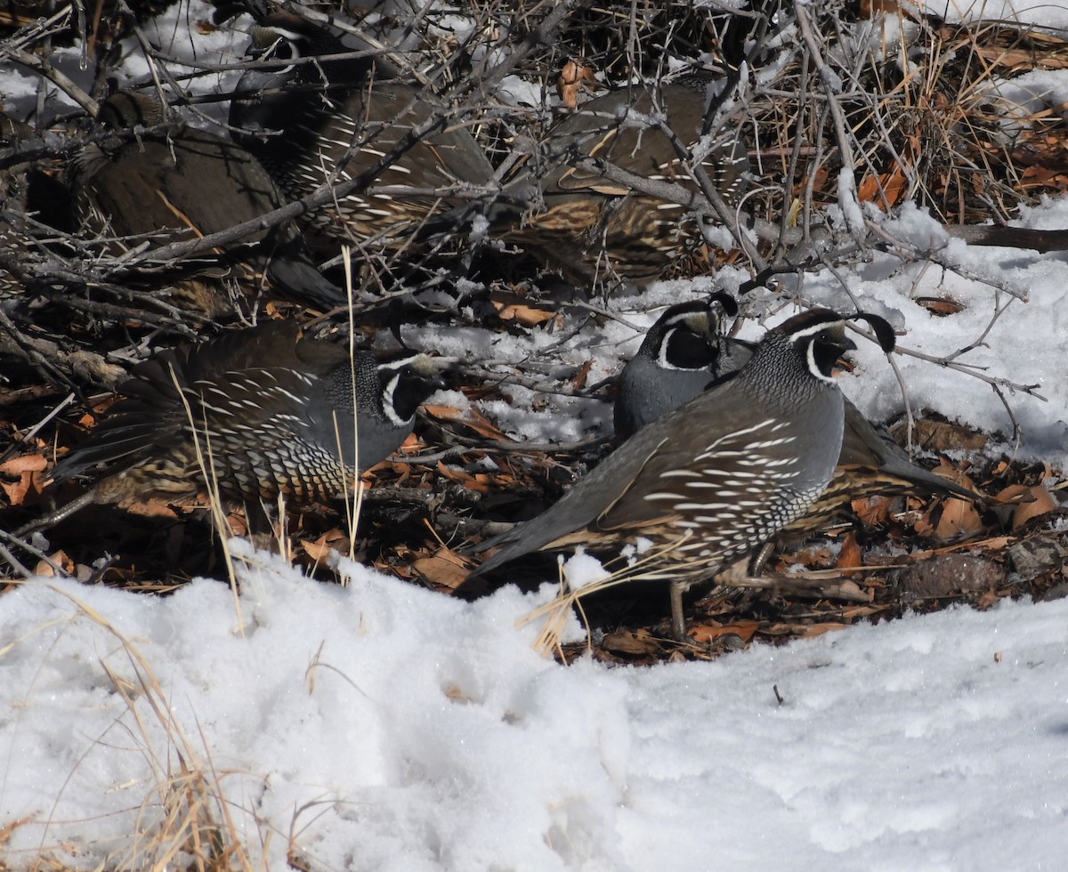 California Quail - ML395101351