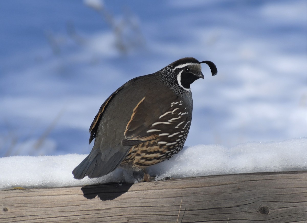 California Quail - ML395101381