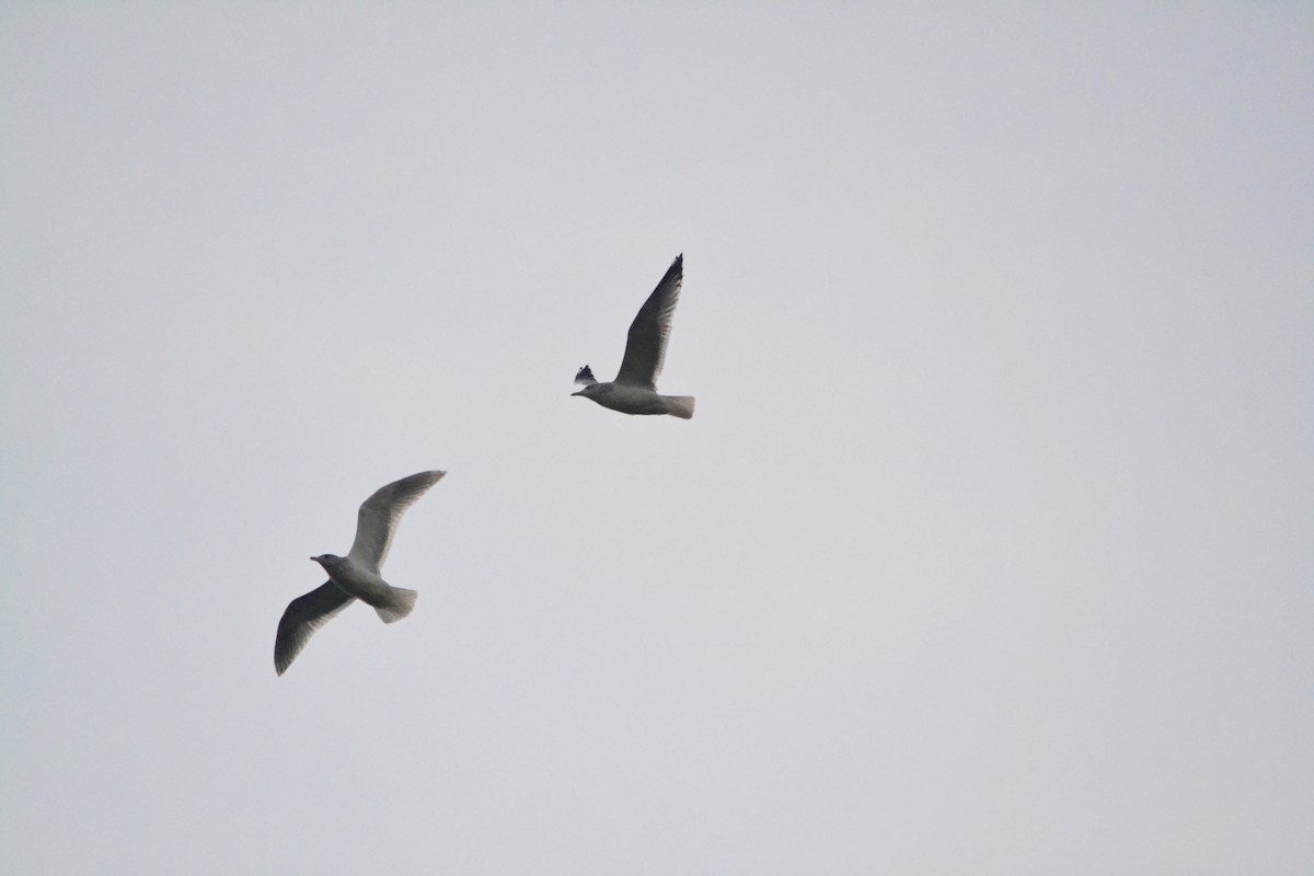 Gaviota Argéntea (americana) - ML39510431