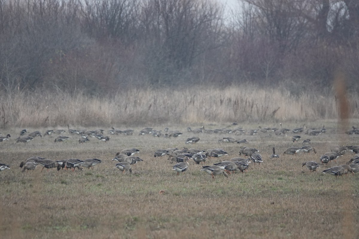 Greater White-fronted Goose - ML395105321