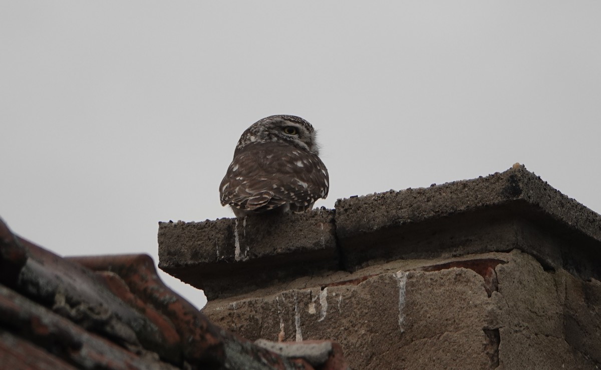 Little Owl - ML395105561