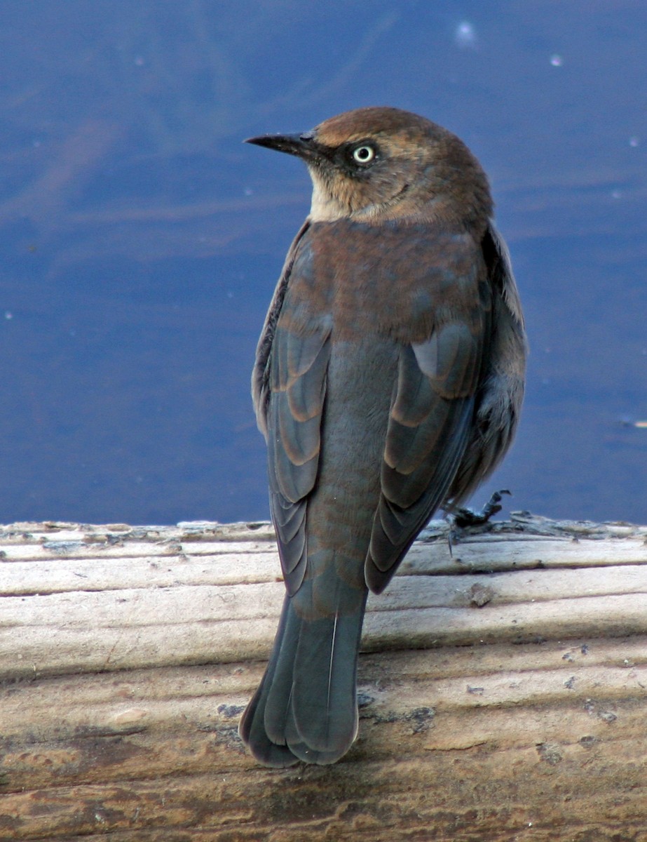 Rusty Blackbird - ML395106041