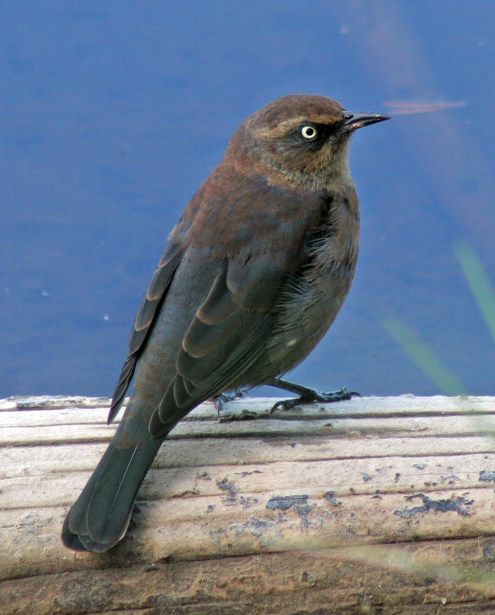 Rusty Blackbird - ML395106061