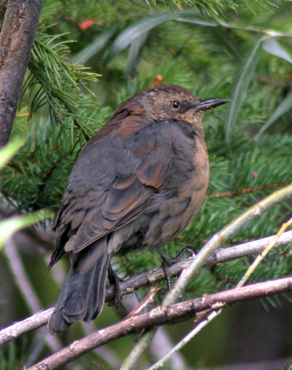 Rusty Blackbird - ML395106231