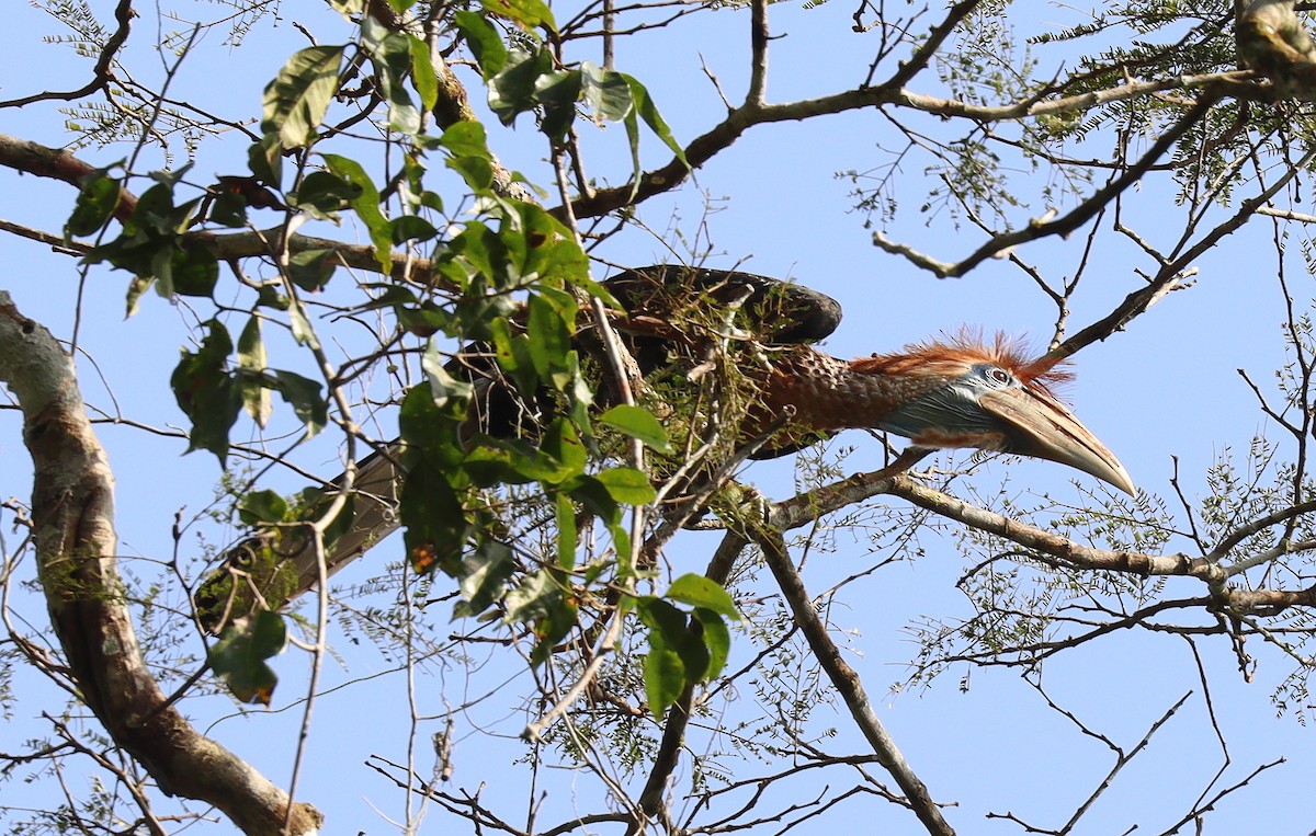 Yellow-casqued Hornbill - ML395106601