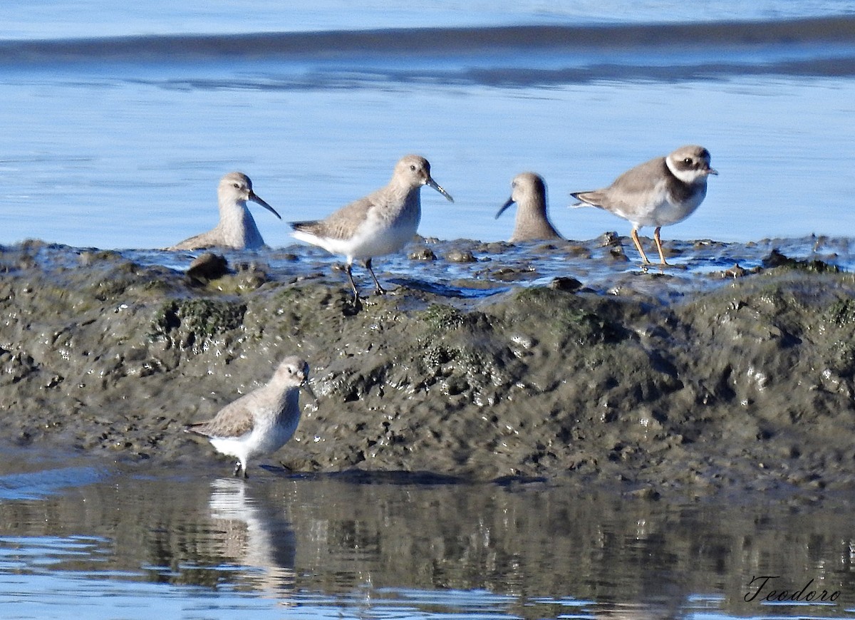 Curlew Sandpiper - ML395107341