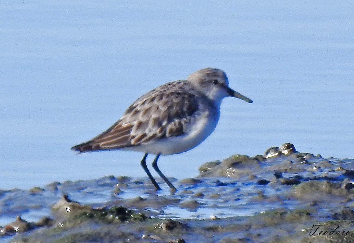 Little Stint - ML395107531