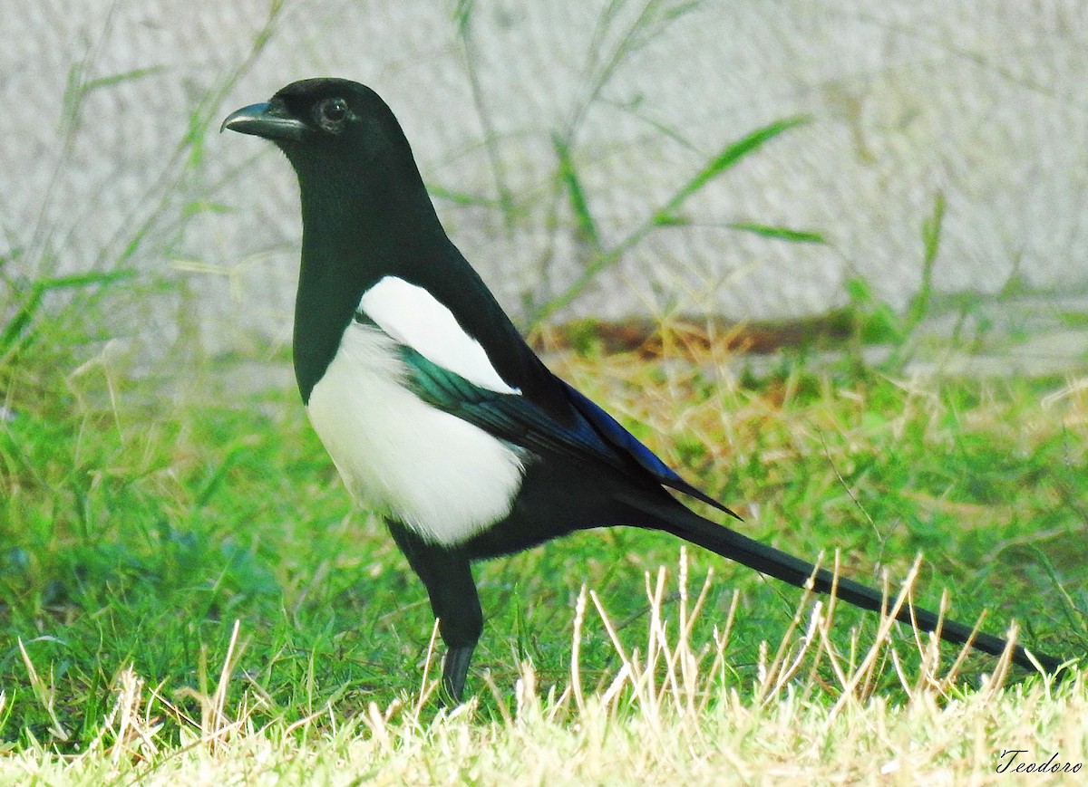 Eurasian Magpie - ML395107661