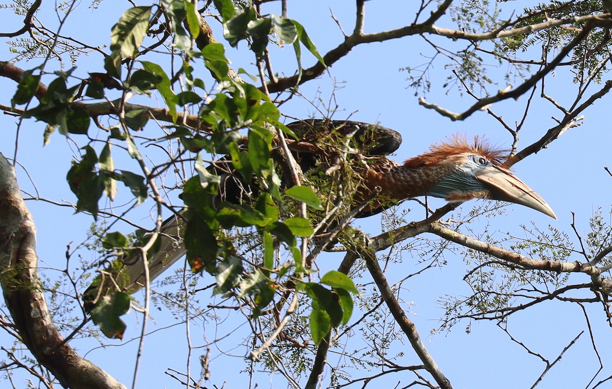 Yellow-casqued Hornbill - ML395109161