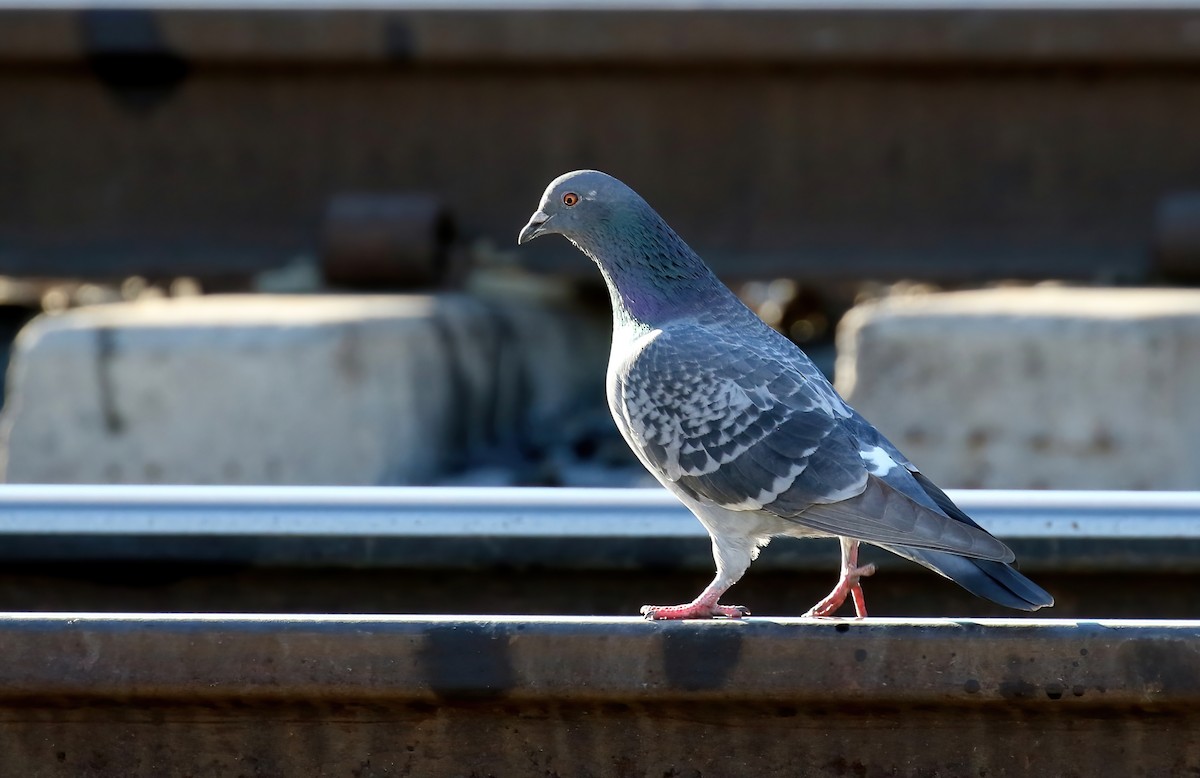 Rock Pigeon (Feral Pigeon) - ML395109611