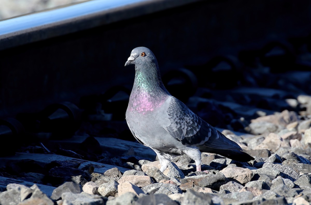 Rock Pigeon (Feral Pigeon) - ML395109621