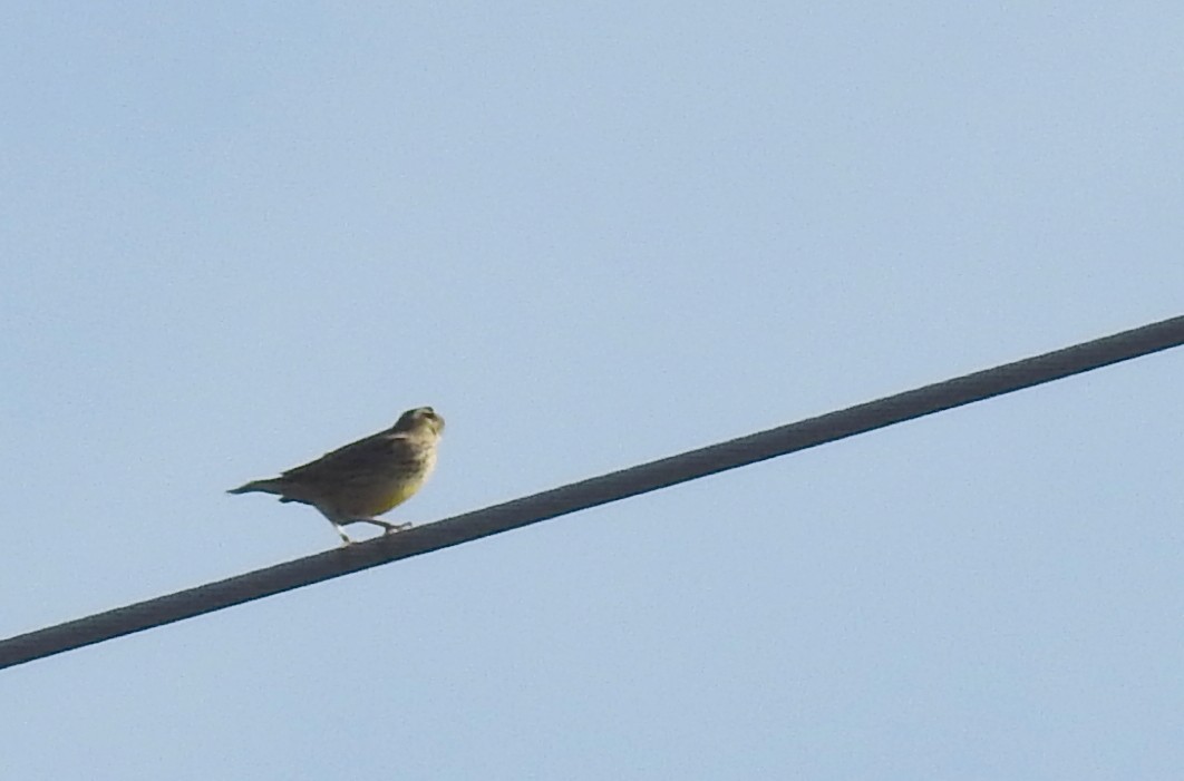 Western Meadowlark - ML395109931