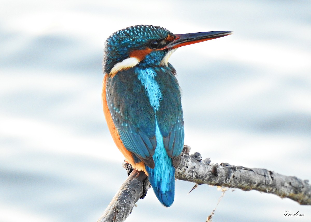 Common Kingfisher - ML395109961