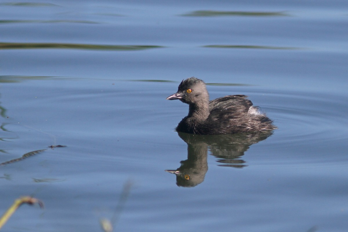 Least Grebe - Larry Therrien