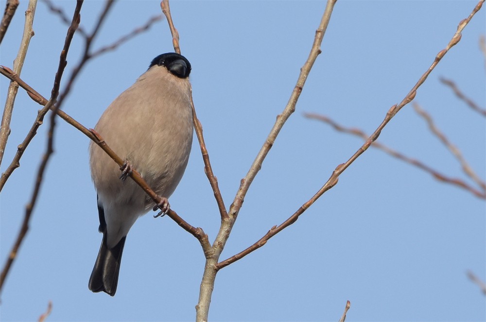 Eurasian Bullfinch - ML395111811