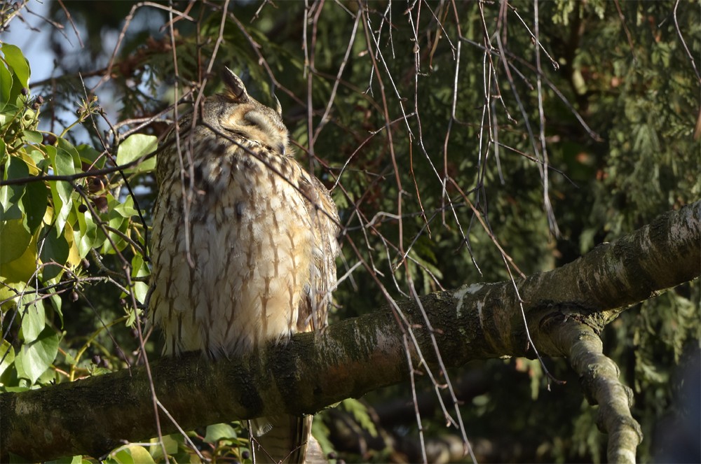Long-eared Owl - ML395112401