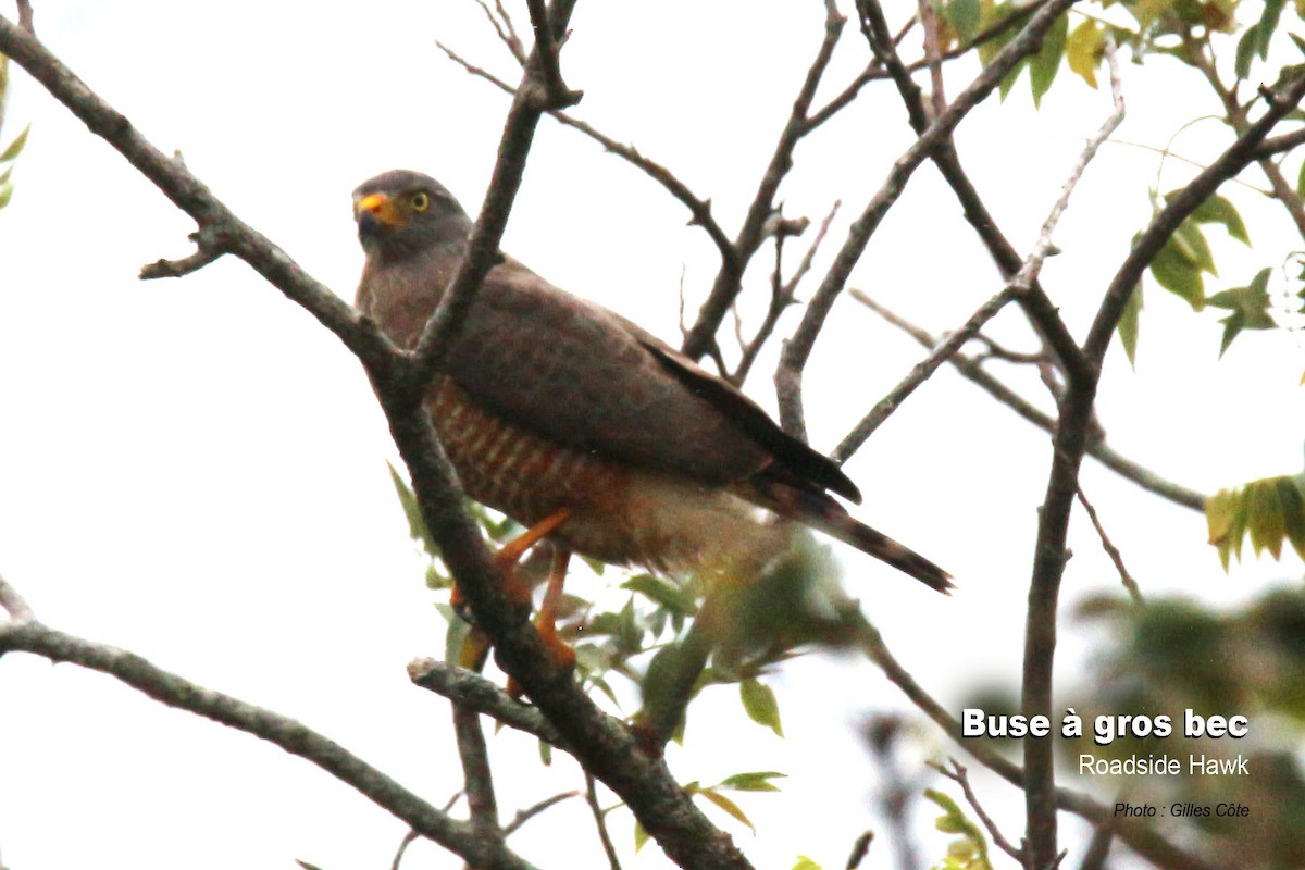 Roadside Hawk - ML395113151