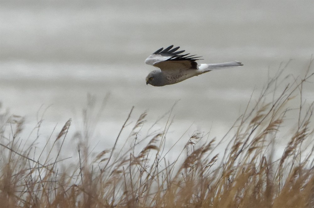 Hen Harrier - ML395113751