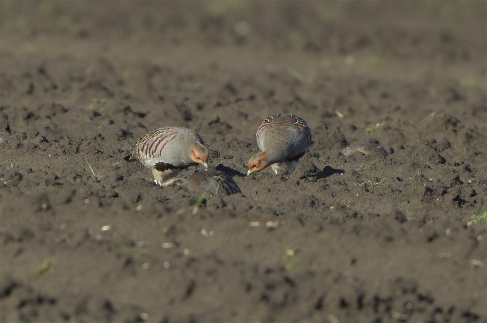 Gray Partridge - ML395114471