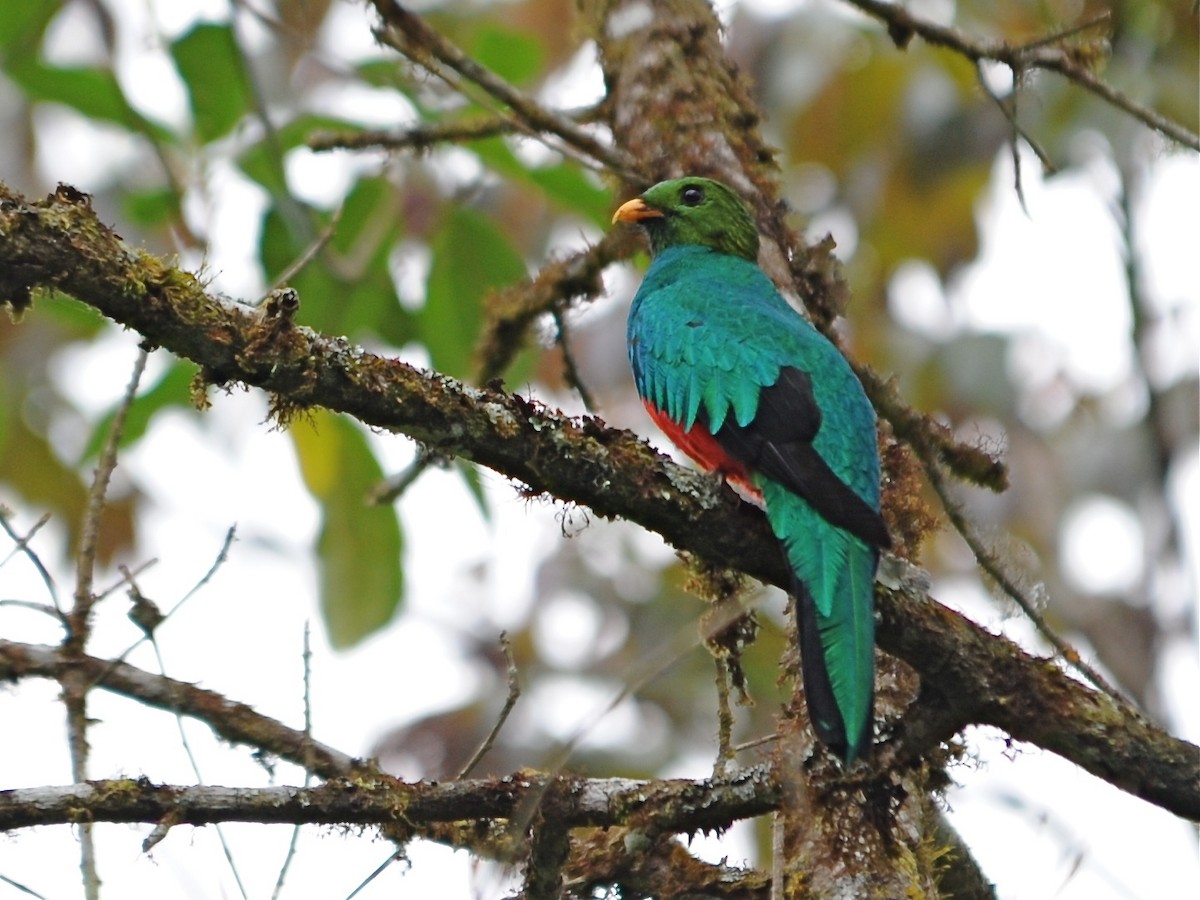 Golden-headed Quetzal - Alan Van Norman
