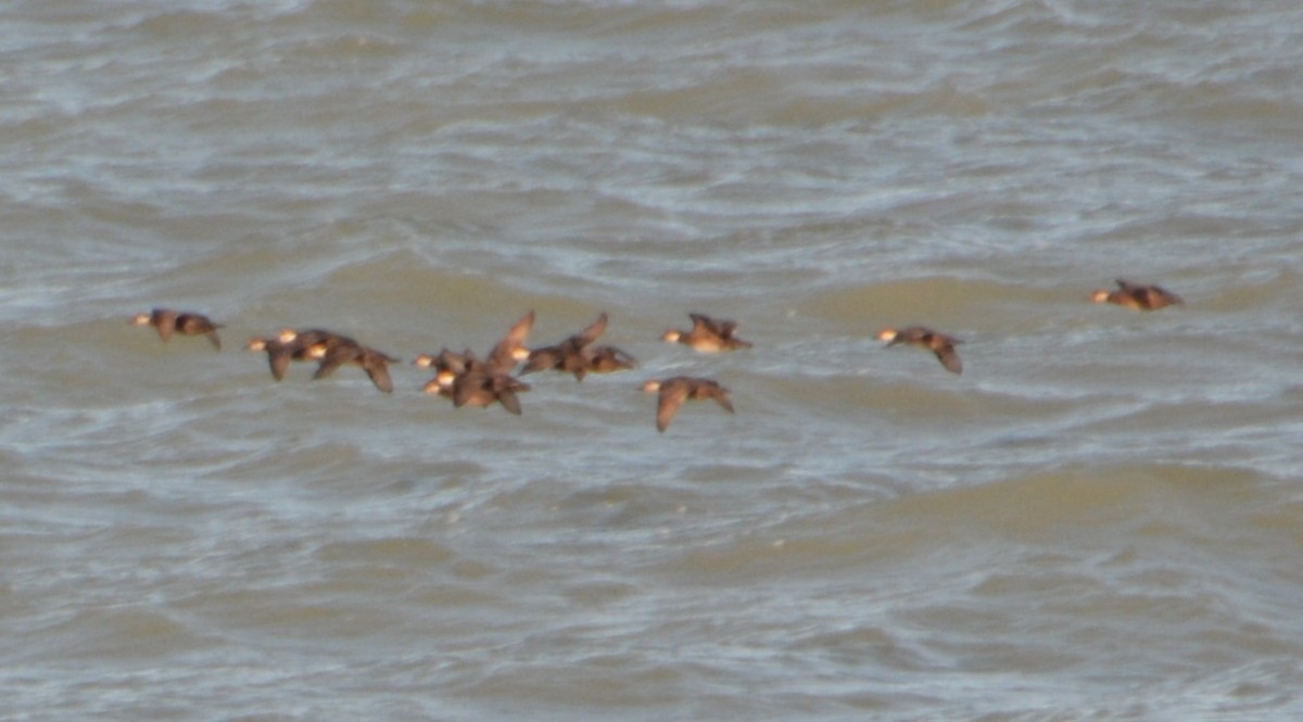 Black Scoter - ML39511481