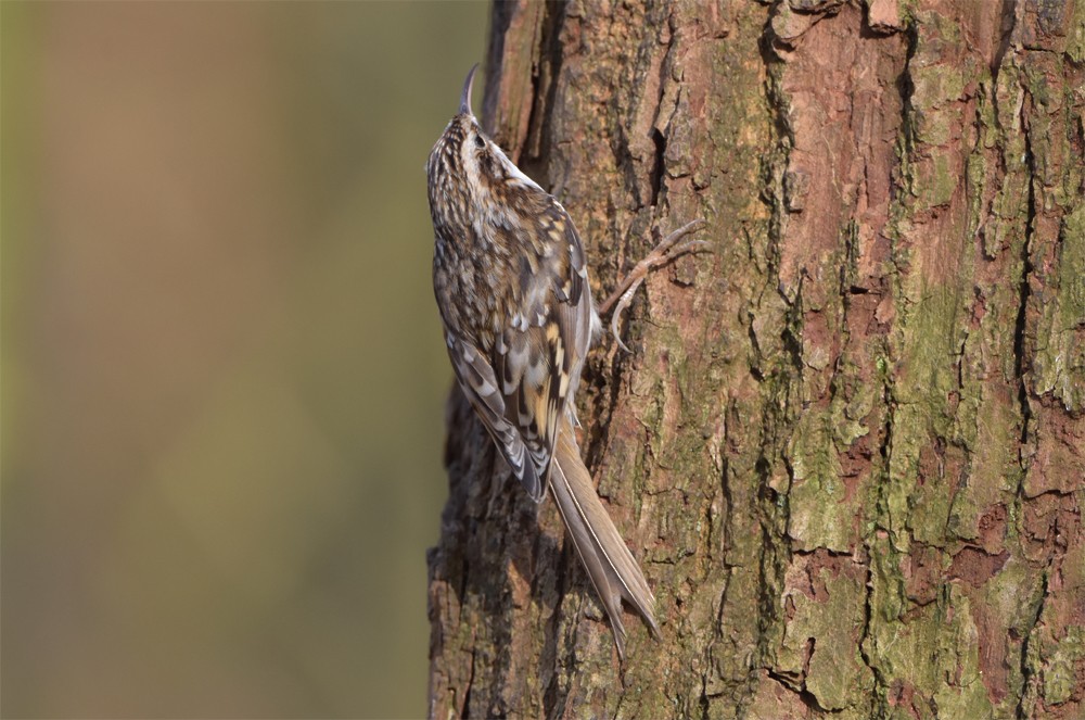 Eurasian Treecreeper - ML395114981